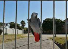 Lost African Grey