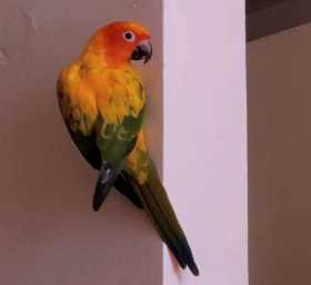 Lost Conure