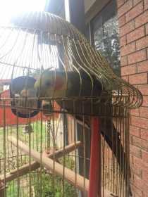 Lost Cockatiel
