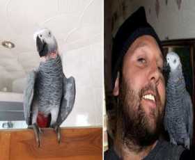 Lost African Grey