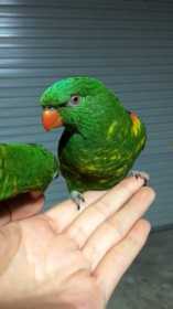 Lost Lory / Lorikeet