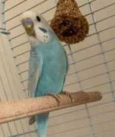 Lost Budgerigar