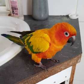 Lost Conure