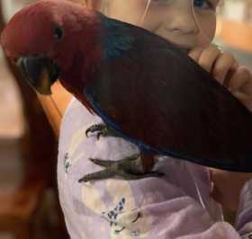 Lost Eclectus