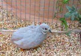 Lost Quail