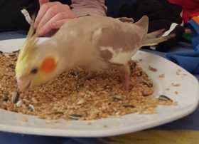 Lost Cockatiel