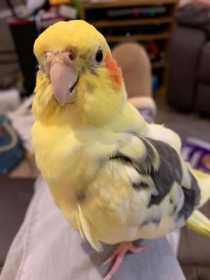 Lost Cockatiel