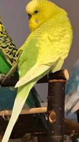 Lost Budgerigar