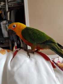 Lost Conure