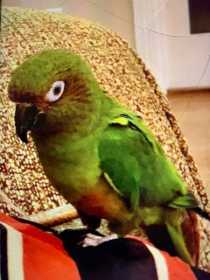 Lost Conure