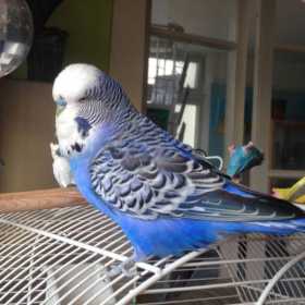 Lost Budgerigar