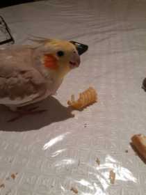 Lost Cockatiel