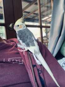 Lost Cockatiel