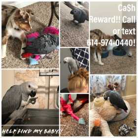 Lost African Grey