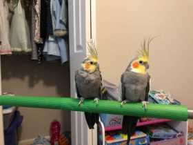 Lost Cockatiel