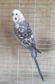 Lost Budgerigar