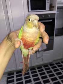 Lost Conure