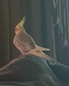 Lost Cockatiel