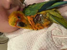 Lost Conure