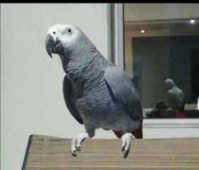 Lost African Grey