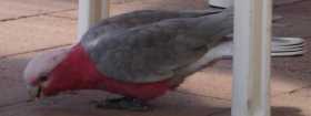 Lost Galah Cockatoo