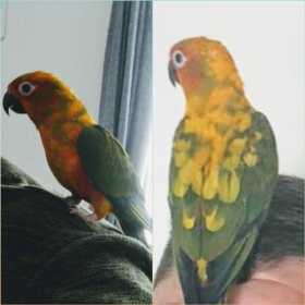 Lost Conure