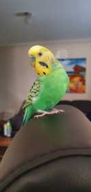 Lost Budgerigar