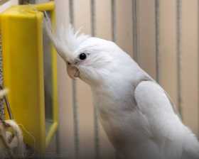 Lost Cockatiel