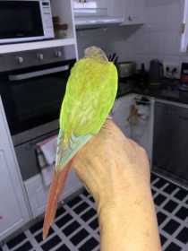 Lost Conure