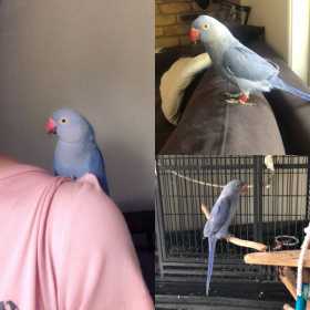 Lost Indian Ringneck Parakeet