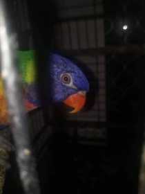 Lost Lory / Lorikeet