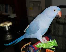 Lost Indian Ringneck Parakeet