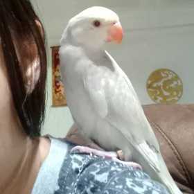 Lost Lacewing Ringneck Parakeet