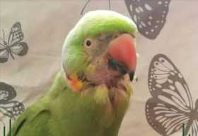Lost Indian Ringneck Parakeet