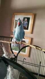Lost African Ringneck Parakeet
