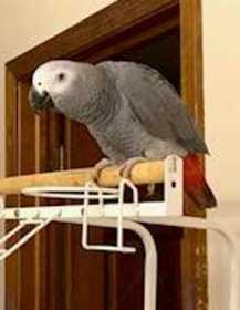 Lost African Grey