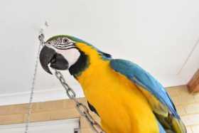 Lost Macaw