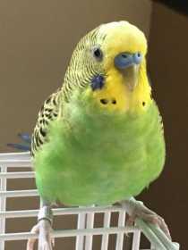 Lost Parakeet