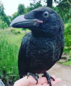 Lost Crow / Raven