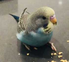 Lost Budgerigar