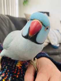 Lost Indian Ringneck Parakeet