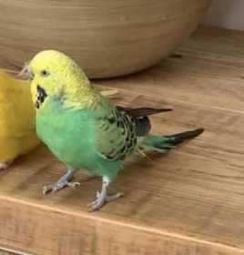 Lost Budgerigar