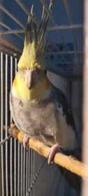 Lost Cockatiel
