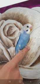 Lost Budgerigar