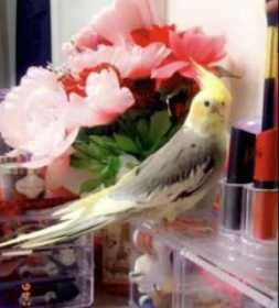 Lost Cockatiel