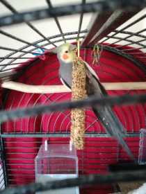Lost Cockatiel