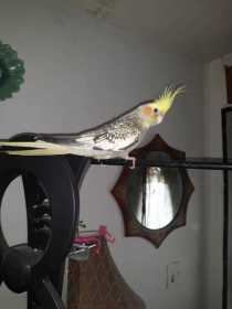 Lost Cockatiel