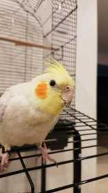 Lost Cockatiel