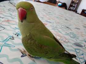 Lost Indian Ringneck Parakeet