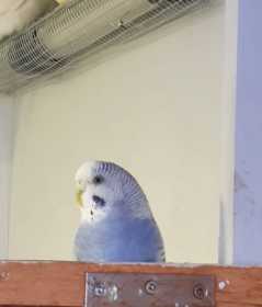 Lost Budgerigar